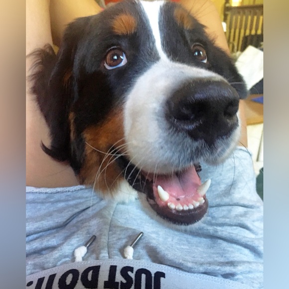 Nike Sweat Shorts Soft Heather Grey Size XS - Picture 13 of 13